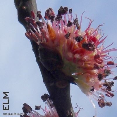 Bild Bachblüte Nr. 11 Elm