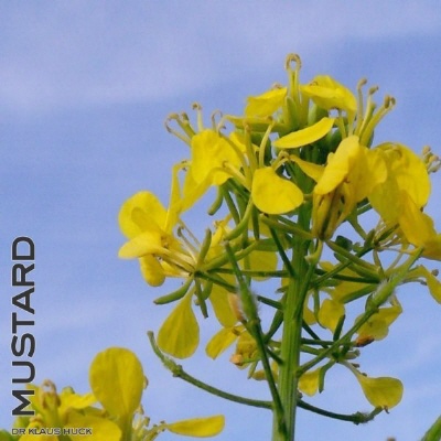 Bild Bachblüte Nr. 21 Mustard