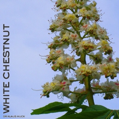 Bild Bachblüte Nr. 35 White Chestnut
