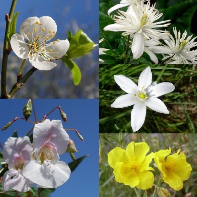 Bild Notfalltropfen Five Flowers