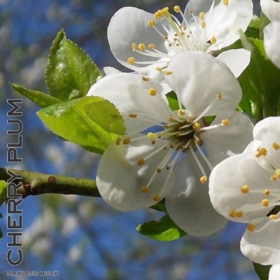 Bild Bachblüte Nr. 6 Cherry Plum