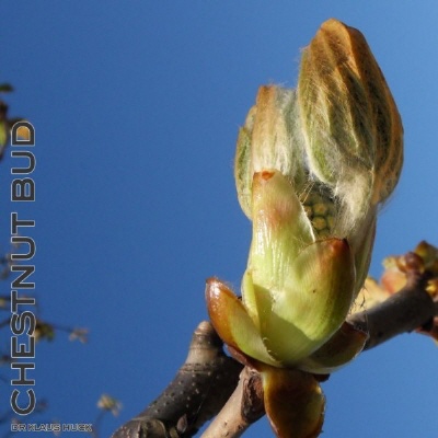 Bild Bachblüte Nr. 7 Chestnut Bud